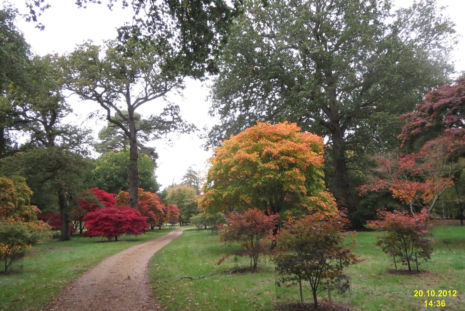 Le Windsor Great Park en automne